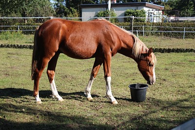 Reitponny tedesco