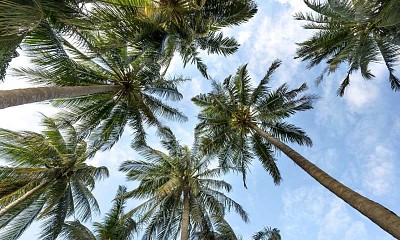 פאזל של palmeras