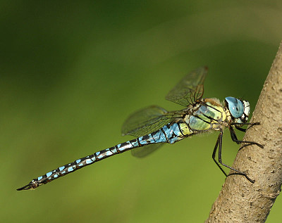 פאזל של Aeshna affinis