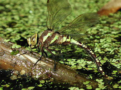 פאזל של Aeshna canadensis