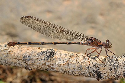 Argia lugens