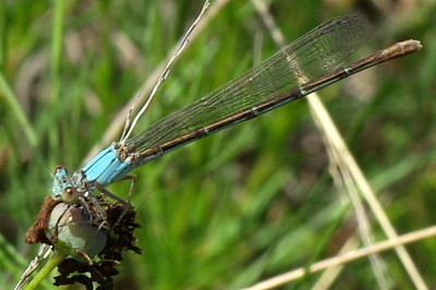 Argia moesta