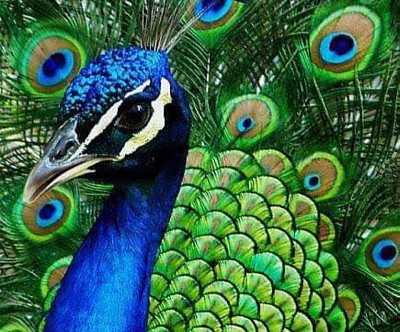 פאזל של peacock