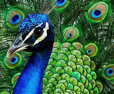 peacock jigsaw puzzle