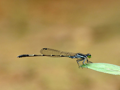 Agriocnemis spendidissima