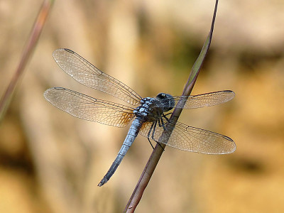 פאזל של Brachydiplax chalybea