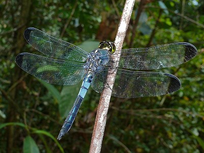 פאזל של Cratilla metallica