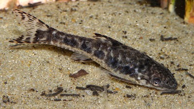 Otocinclus arnoldi