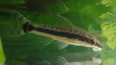 Otocinclus vestitus jigsaw puzzle