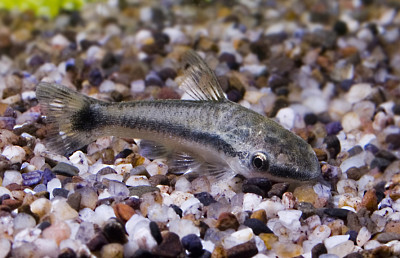 Otocinclus vittatus jigsaw puzzle