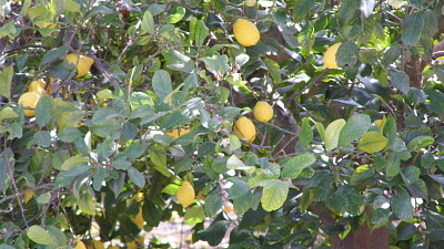 פאזל של citroenen