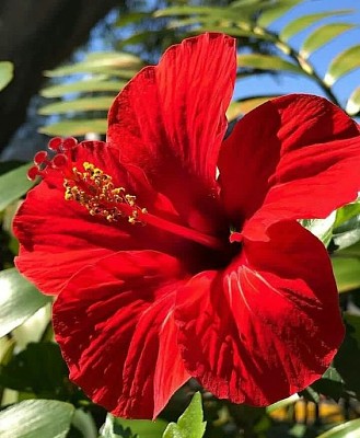 flores