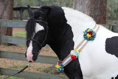 Gypsy Vanner Horse jigsaw puzzle