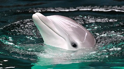 פאזל של delfin