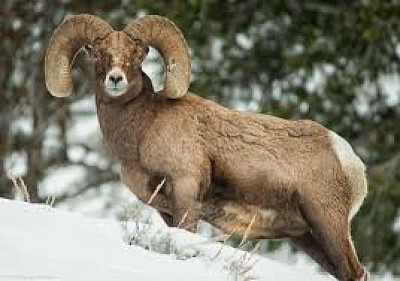 פאזל של Argali