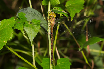 פאזל של Gynacantha bayadera