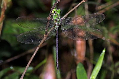 Gynacantha bullata