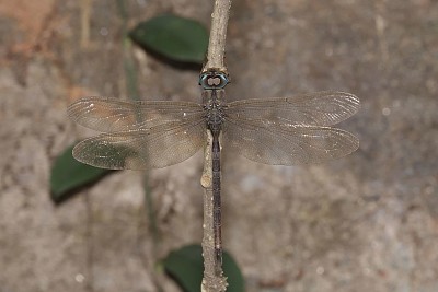 Gynacantha gravida