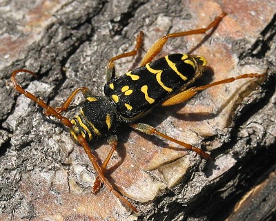 Plagionotus arcuatus