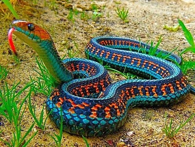 SERPIENTE