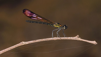 Heliocypha bisignata