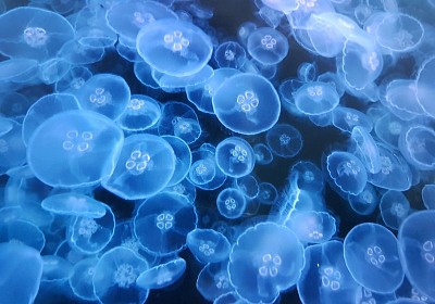 פאזל של Jellyfish