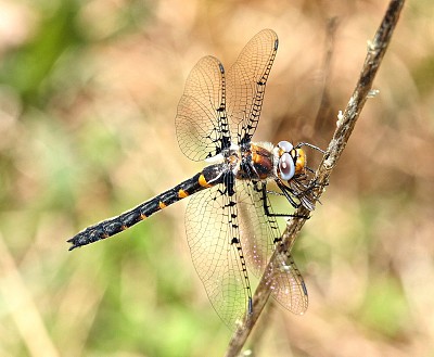 Helocordulia selysii jigsaw puzzle