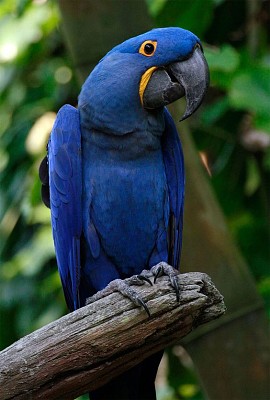 Arara Azul