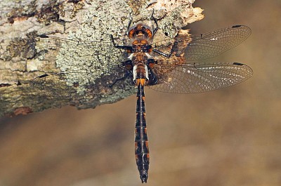 Helocordulia uhleri