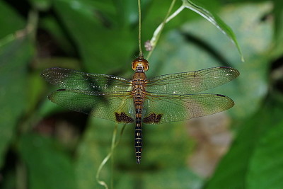 פאזל של Hydrobasileus croceus