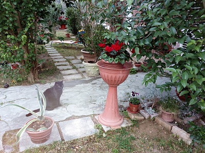 giardino