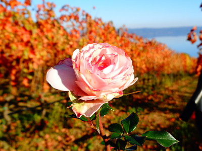 rose in a vineyard