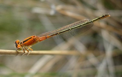 Ischunura pumulio