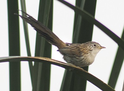 Prinia burnesii