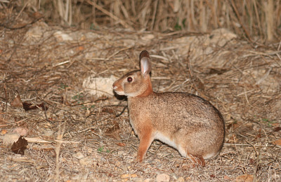 Sylvilagus graysoni