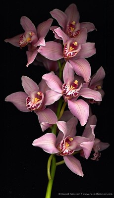 OrquÃ­dea