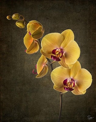 Orquidea - Amarela