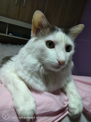 gato snowbell