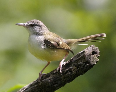 Prinia familiaris