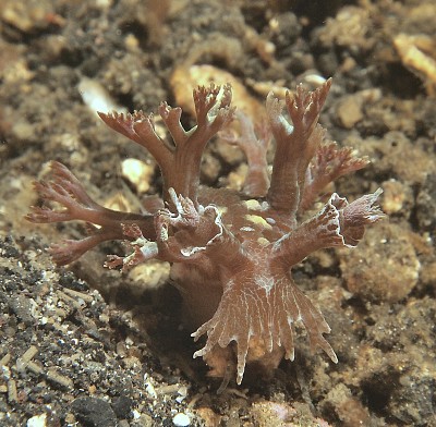 Marionia arborescens