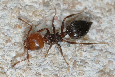 Crematogaster scutellaris