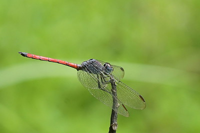 Lathrecista asiatica