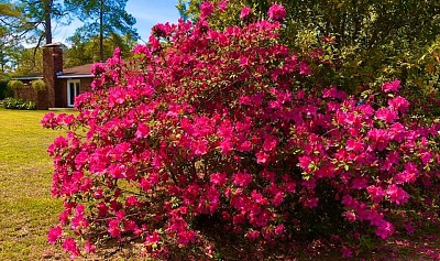 פאזל של flores