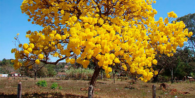 NATURALEZA