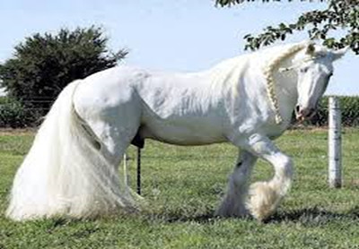 פאזל של percheron albino