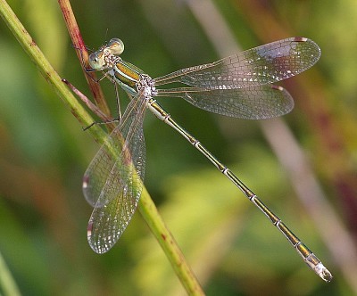 Lestes sbarbarus jigsaw puzzle