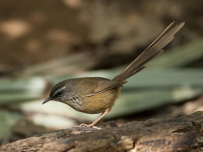 Prinia hill jigsaw puzzle