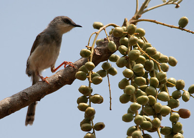 Prinia hodgsonii jigsaw puzzle