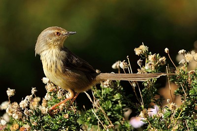 Prinia hypoxntha