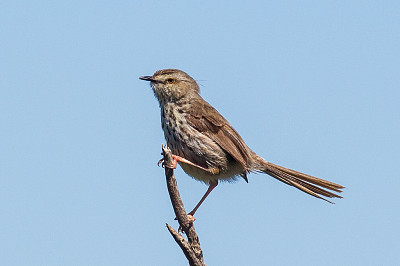 פאזל של Prinia maculosa